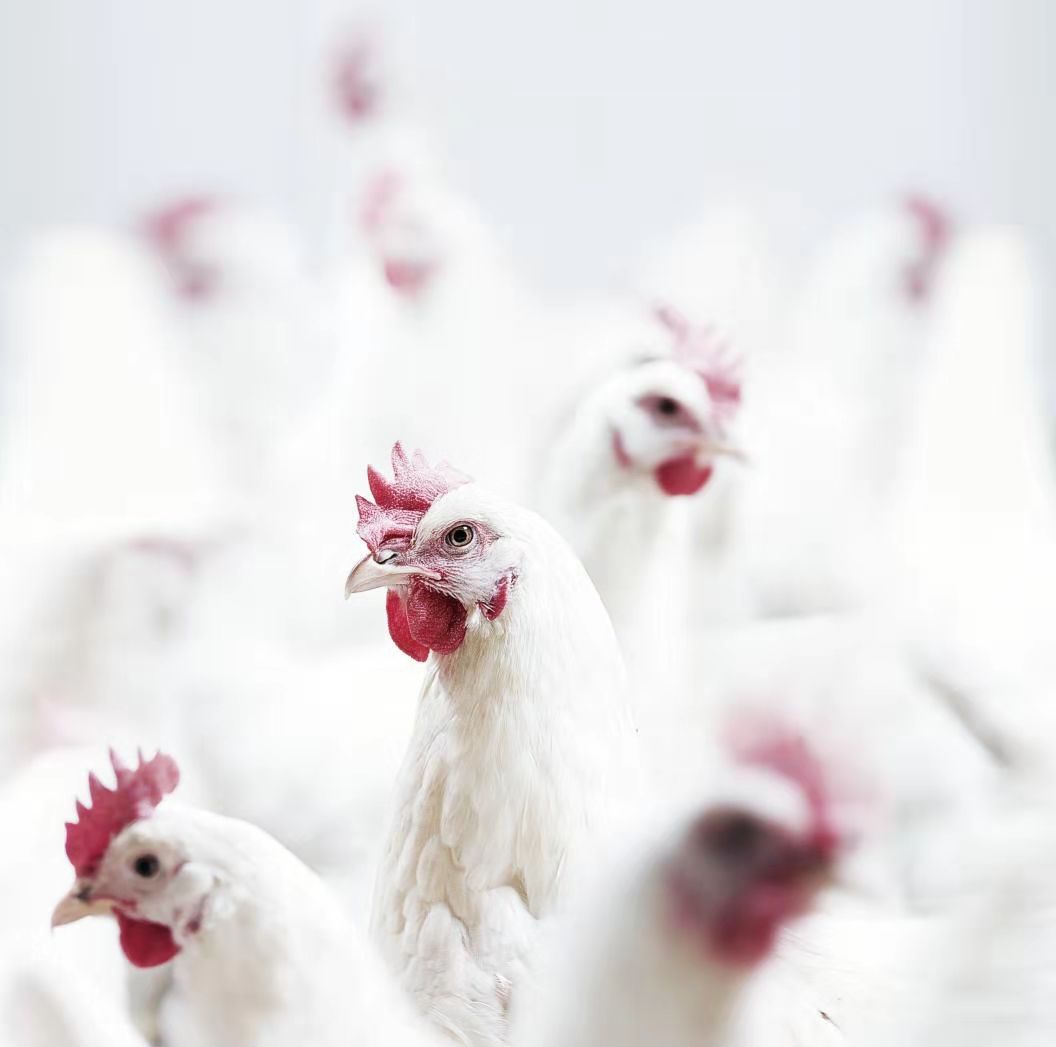 首页| Aggame游戏平台官方网站